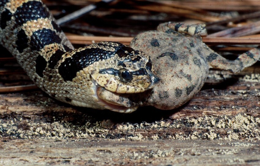 Свиноносая носатая змея: Всегда улыбается и лопает жаб, как воздушные шарики, прямо в горле