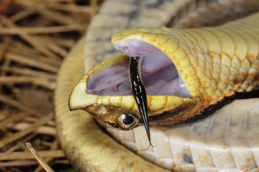 Свиноносая носатая змея: Всегда улыбается и лопает жаб, как воздушные шарики, прямо в горле