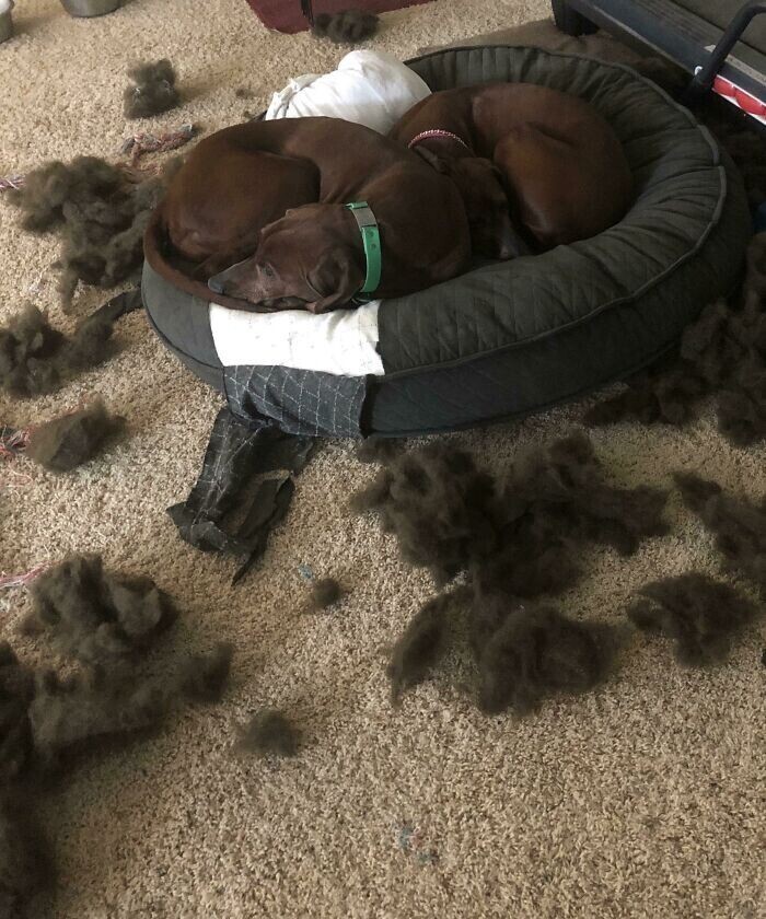 Разорвать всю кроватку, а потом лечь в нее спать - в этом все собаки!