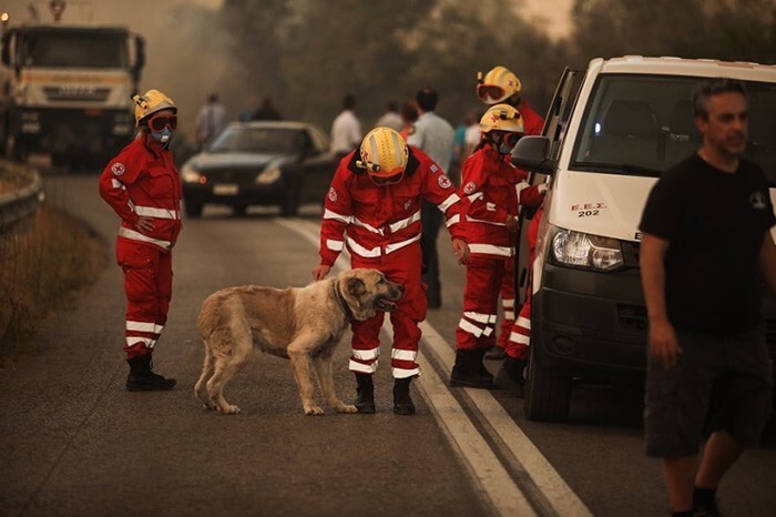 В Греции продолжают бушевать лесные пожары: фото и видео с места событий