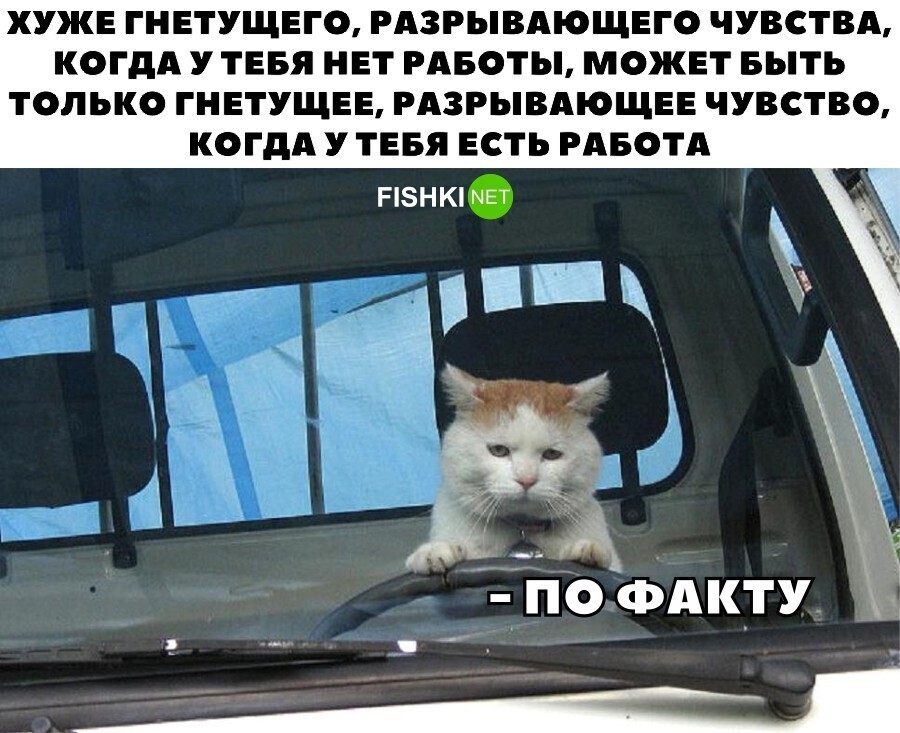 Включи котик едет