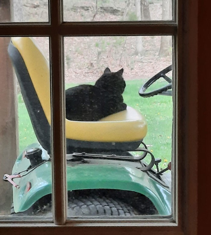 "Это не наш кот, но если он хочет постричь газон - мы только за"