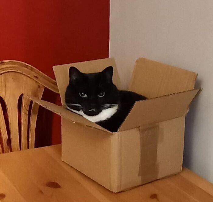 "Я не знаю, откуда взялся этот кот в моем доме. Наверное, коробка его приманила"