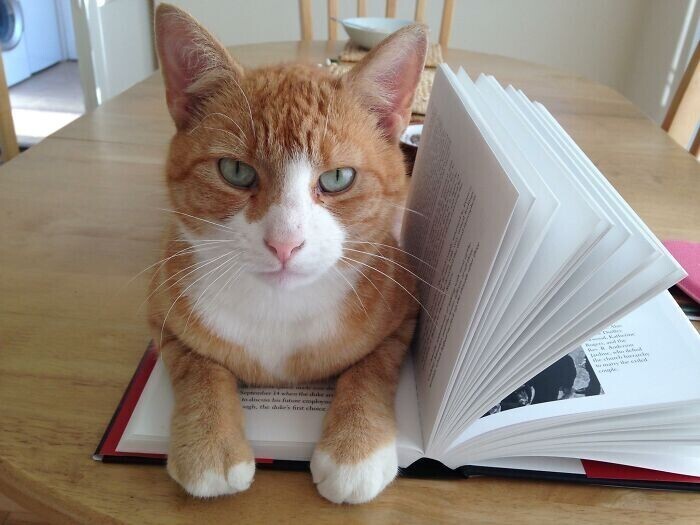 "А вас когда-нибудь так нагло отвлекали от чтения чужие коты?"
