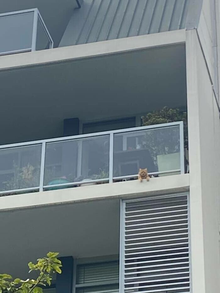 "Бродил по всему жилому комплексу, чтобы найти своего кота, и случайно увидел его на чужом балконе!"
