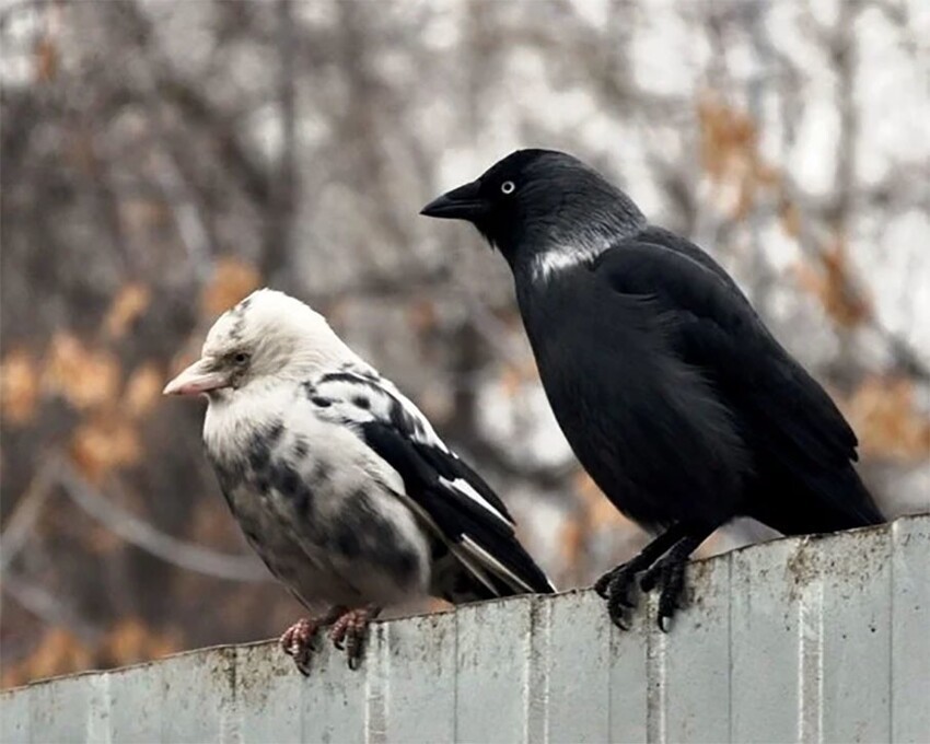 Белые вороны: Судьба «особенных» птиц в стае. Как к ним относятся сородичи на самом деле?