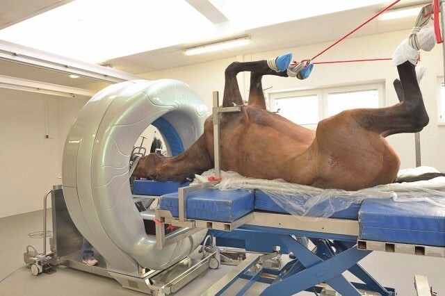 Компьютерная томография головы лошади