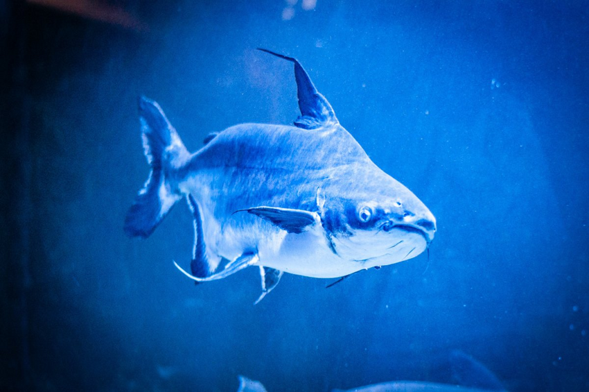 Акулий сом: Смешал в себе черты от акулы и сома, вымахал до 3 метров и кошмарит мутные реки Азии