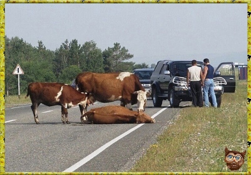 Районный суд завел дело об аварии с участием автомобиля Landrover и коровы