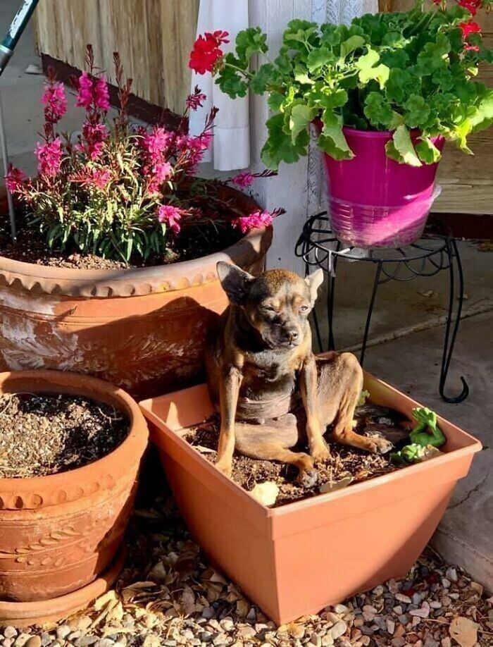 "Вот как моя собака наблюдает за мной, когда я работаю в саду"