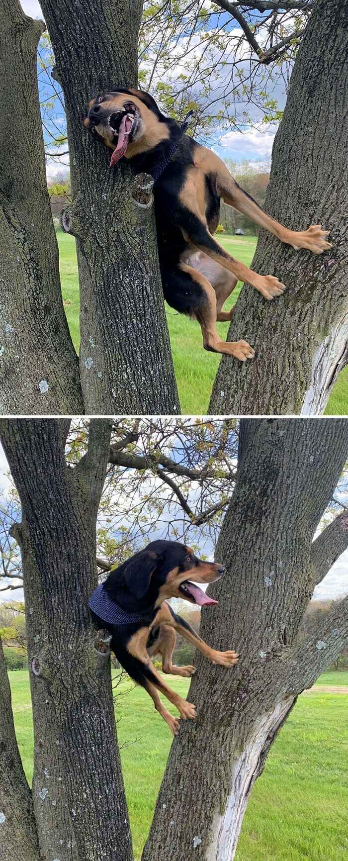 "Пошли на прогулку, но он внезапно решил полазить по деревьям"