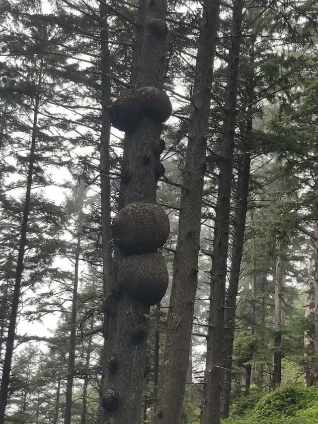 Дерево с огромными шарами из коры