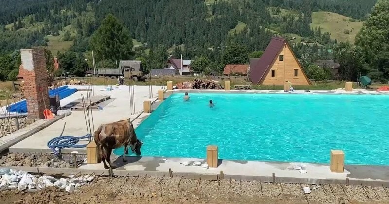 В Карпатах корова устала от жары и прыгнула в бассейн, где купались дети
