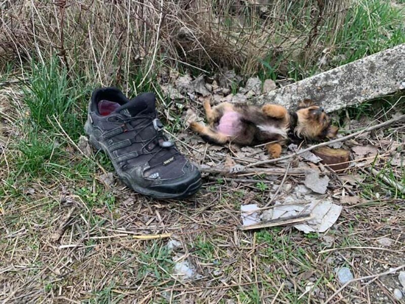 Он спал рядом с ботинком, который щенок использовал в качестве укрытия, чтобы прятаться в нём от непогоды