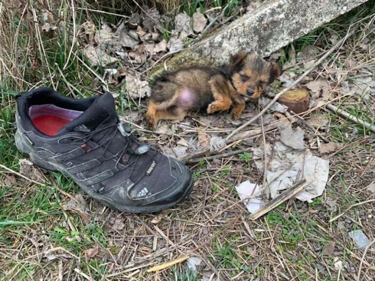 Мужчина спас брошенного щенка, которого нашёл в ботинке