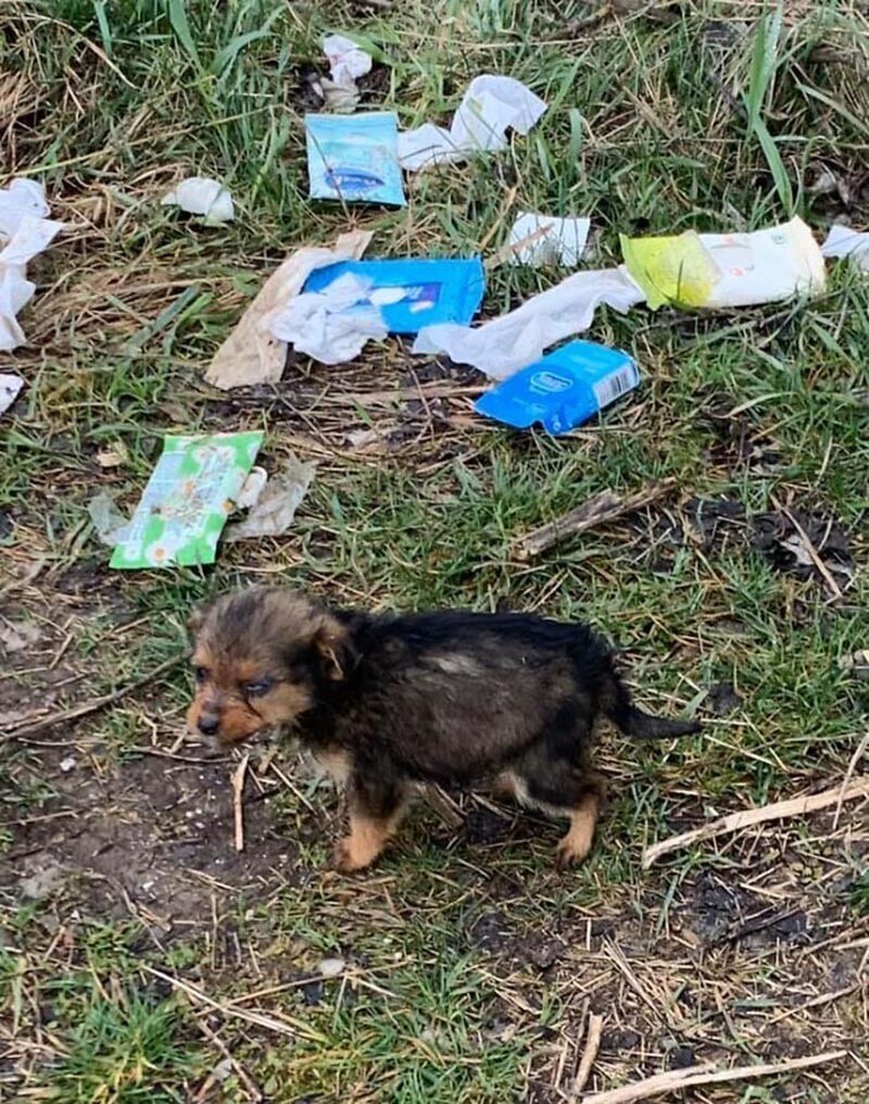 Горан Маринкович нашёл этого маленького щенка, когда подкармливал бездомных собак