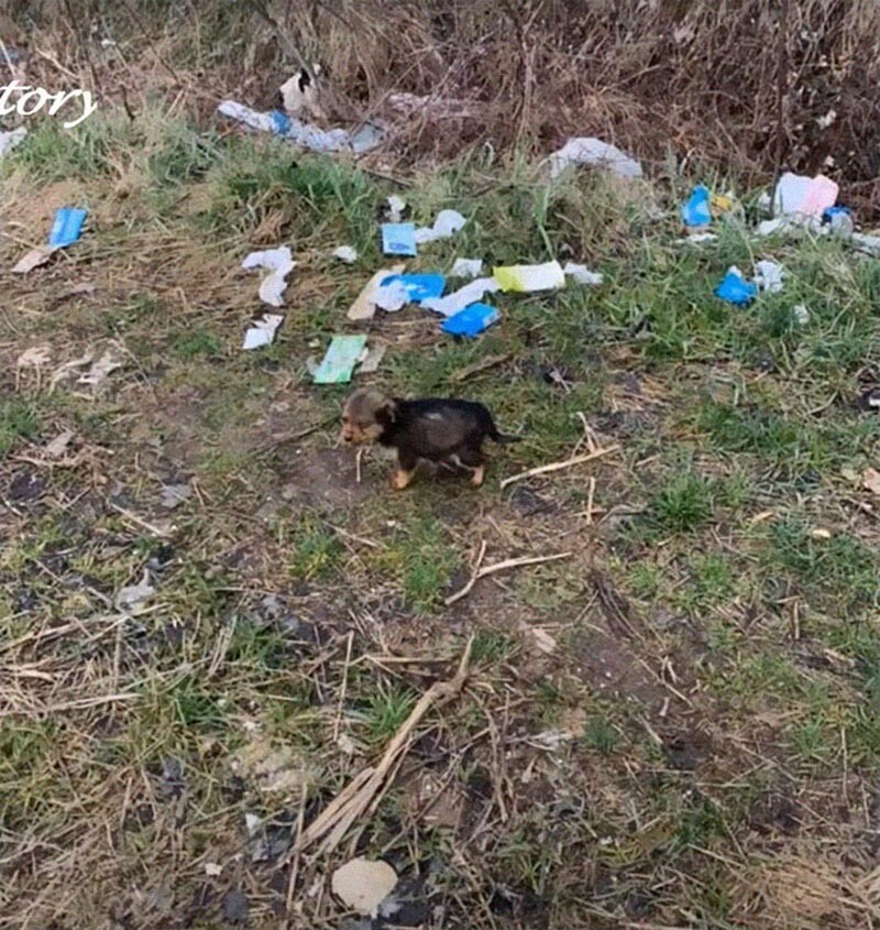 Бедолагу выбросили, как мусор, среди которого он и лежал, при этом маленький пёсик выглядел очень нездоровым