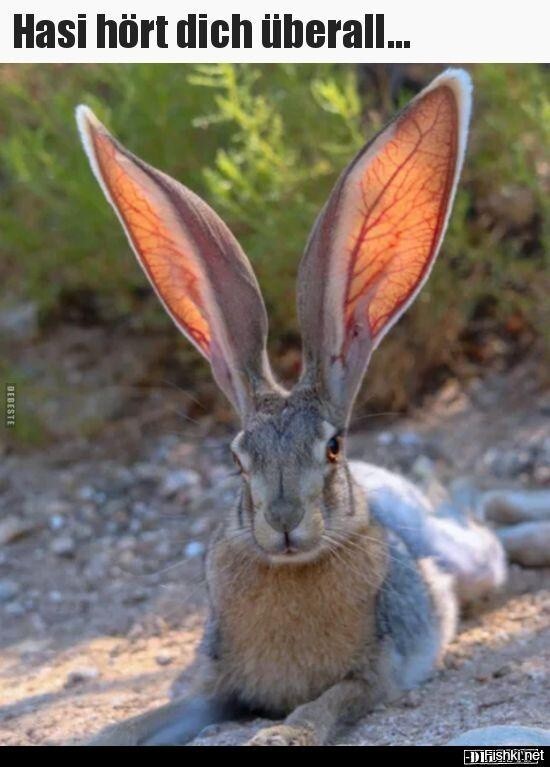 Настоящий заяц