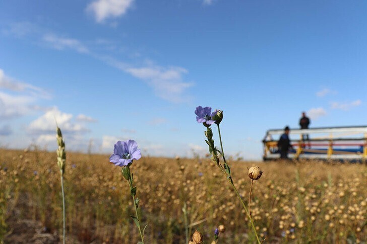 В Иркутской области начали выращивать лён и сою