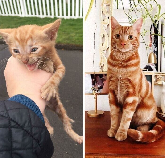 Больной котенок, которого нашли на парковке у магазина, через три года превратился в красавца!