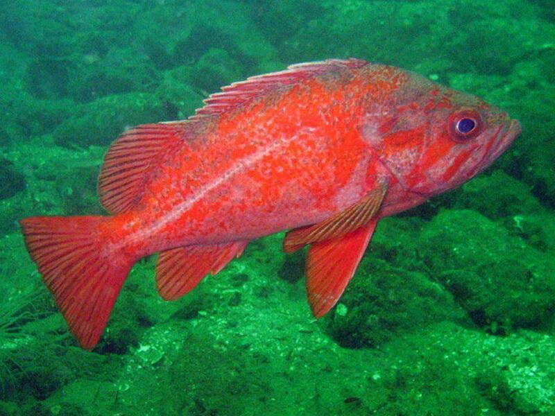 Самые исчезающие виды рыб в наших океанах