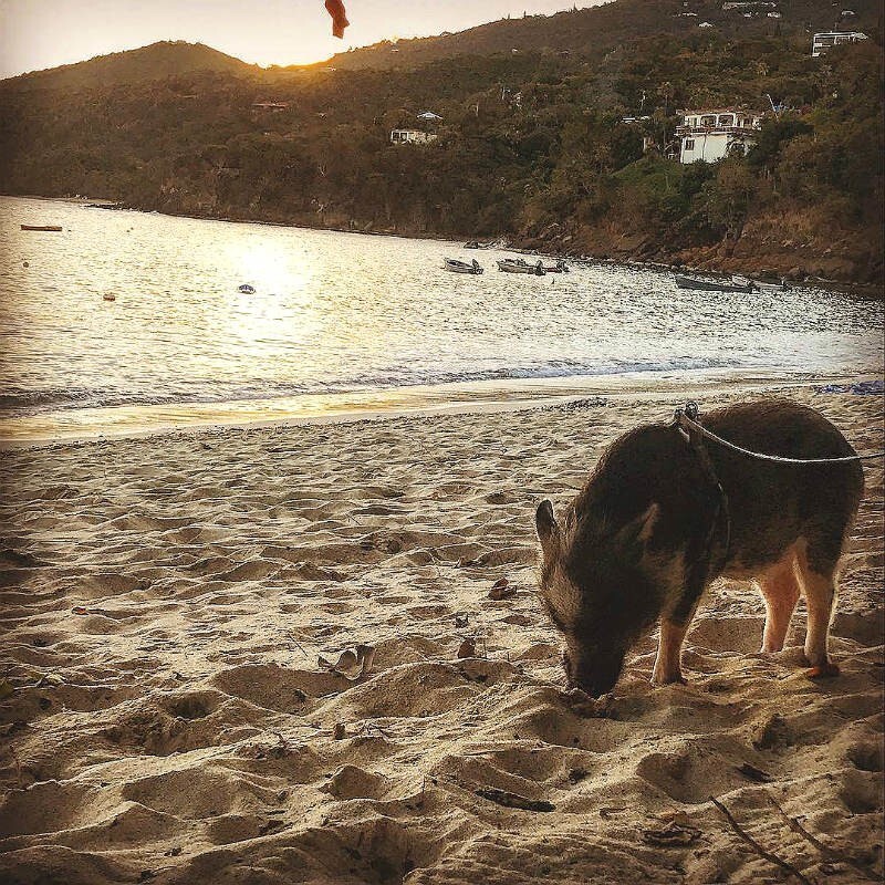 Свинка Гамлет путешествует вместе с хозяевами, особенно он обожает пляжи