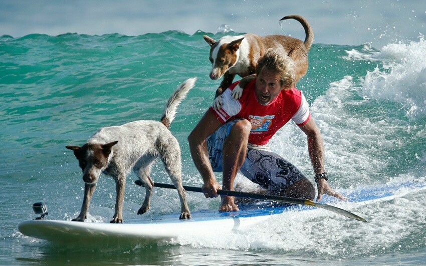 А вы знали, чято в Калифорнии проводят соревнования среди собак-серфингистов?
