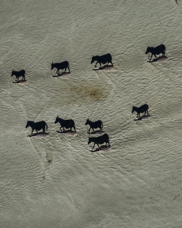 Когда тени доминируют. Эта интересная фотография зебр, пересекающих солончаки, была сделана в Макгадикгади, Ботсвана