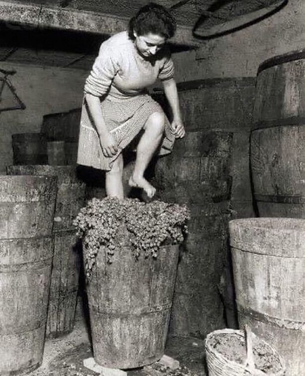 Итальянка на винодельне, 1957 год