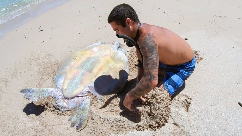 Спасение гигантской морской черепахи на пляже в Австралии
