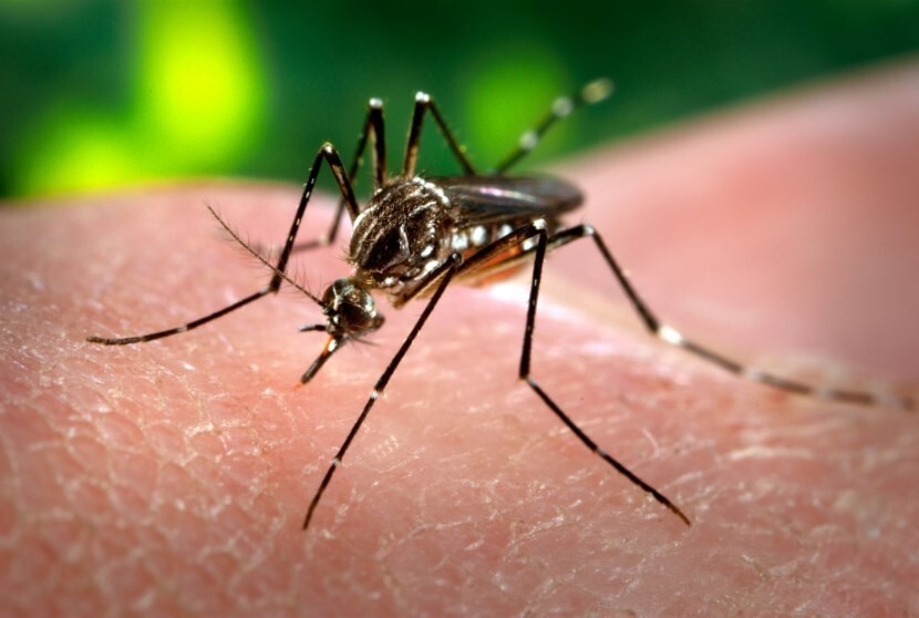 Активность комаров в полнолуние возрастает на 500%