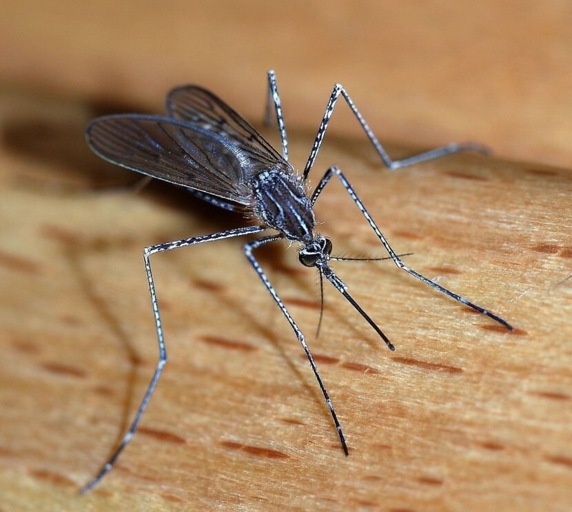 Жгучие комары. Переносят туляремию – заболевание, опасное для человека
