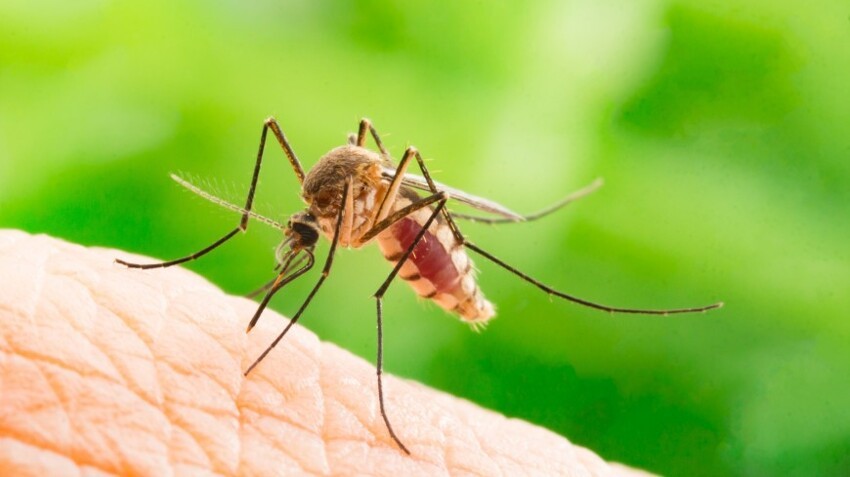 Комар малярийный