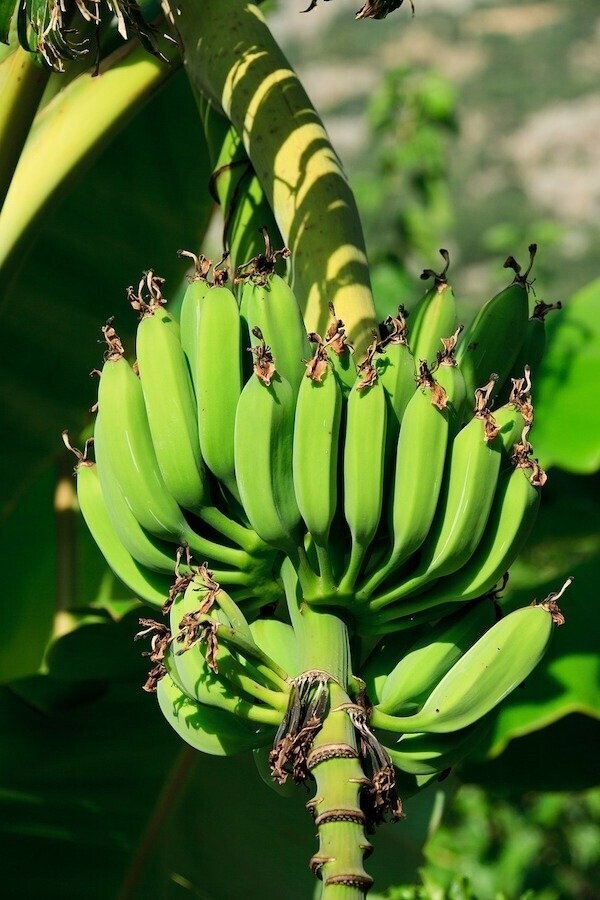 4. Банановое дерево - это не дерево, а самое большое травянистое растение в мире