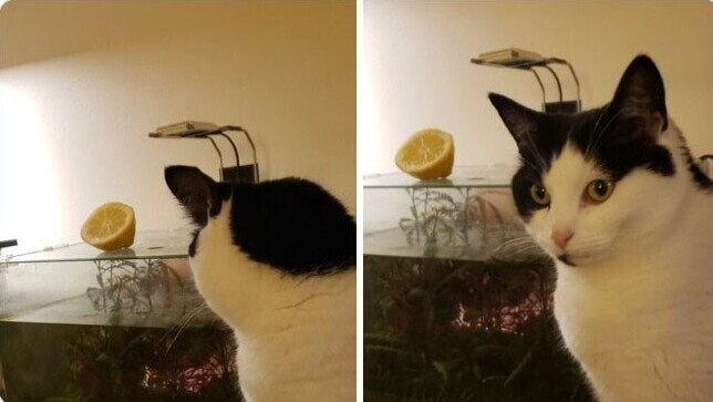 Установка "анти-кот" на крышке аквариума. Работает!
