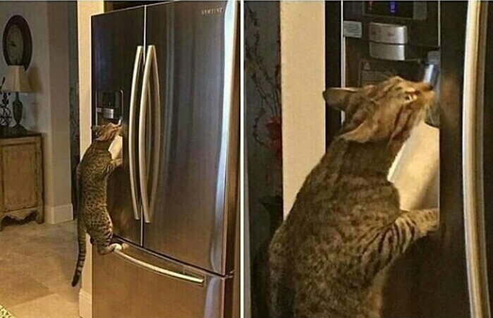 "Мой кот вдруг понял, как работает краник с водой, встроенный в холодильник"