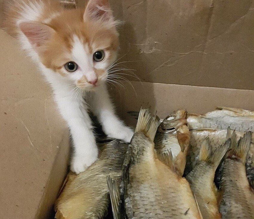 18 фотографий котиков и рыбов, глядя на которые так и хочется сказать «красивое»