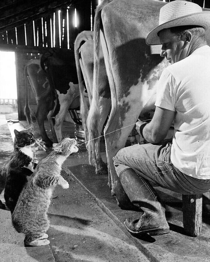 Коты Блэки и Брауни получают свою порцию молока во время дойки на ферме Арка Бадэртчера во Фресно, Калифорния, 1954сно