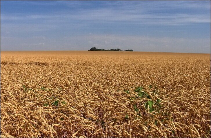 Пшеница первого класса выявлена в Воронежской области