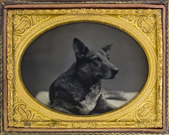 Первые фотопортреты животных на дагерротипах 19 века