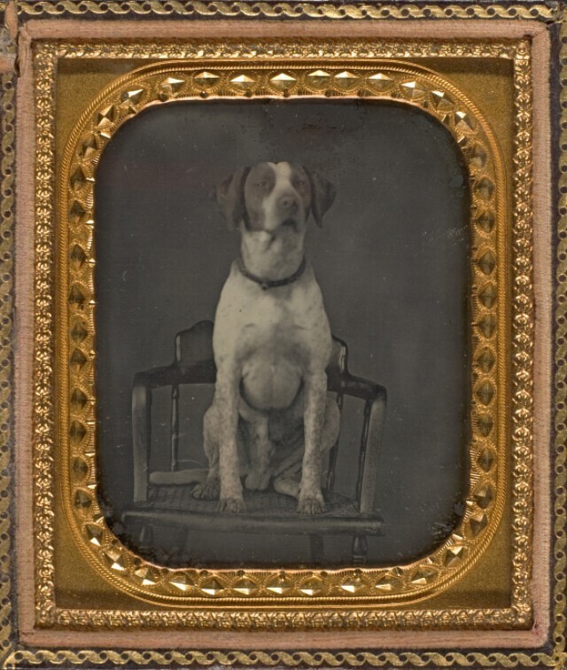 Первые фотопортреты животных на дагерротипах 19 века