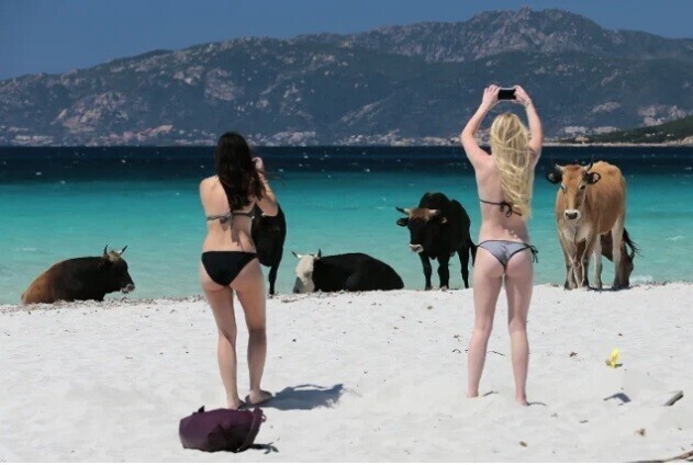 Пляжи Корсики оккупировали агрессивные бродячие коровы