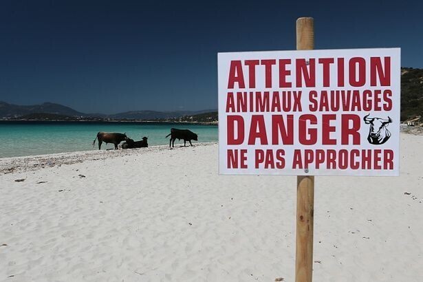 Пляжи Корсики оккупировали агрессивные бродячие коровы