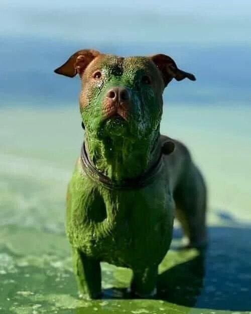 Это не собака Баскервилей! Это пёс, который искупался в Днепре. Главная река Украины превращается в болото.