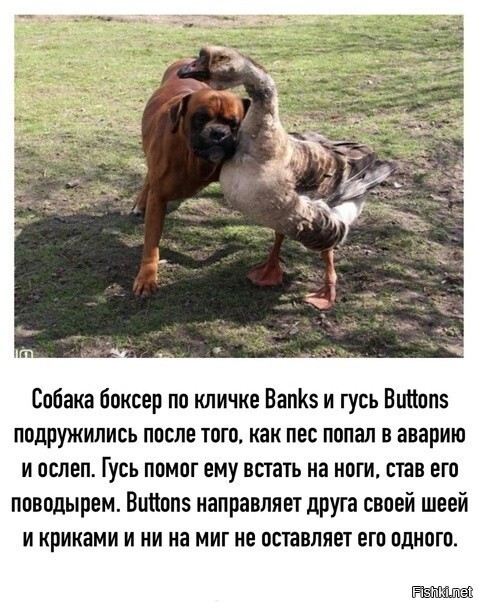 Я так понимаю, что гуси хорошие птицы, помогают всем)))