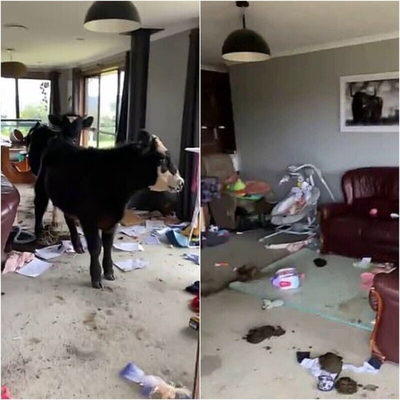 В Австралии в дом вломились коровы и нагадили посреди комнаты