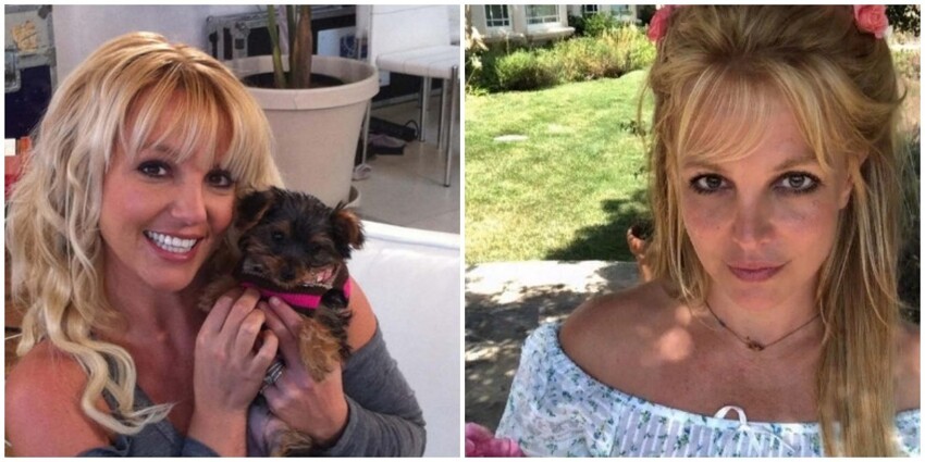 Домработница Бритни Спирс попыталась забрать у неё собак, которые страдали от обезвоживания 