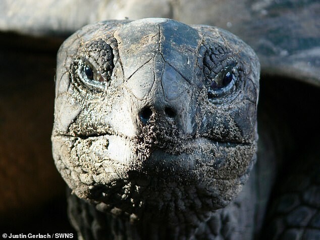 Ученые впервые засняли, как черепаха-вегетарианка обедает птицей