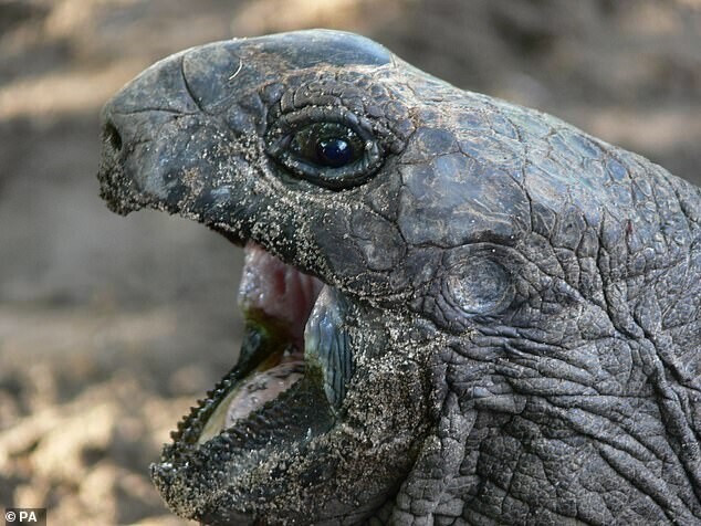 Ученые впервые засняли, как черепаха-вегетарианка обедает птицей