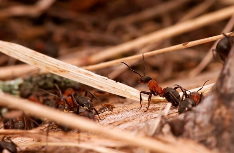 Выяснилось, как муравьи строят свои дома